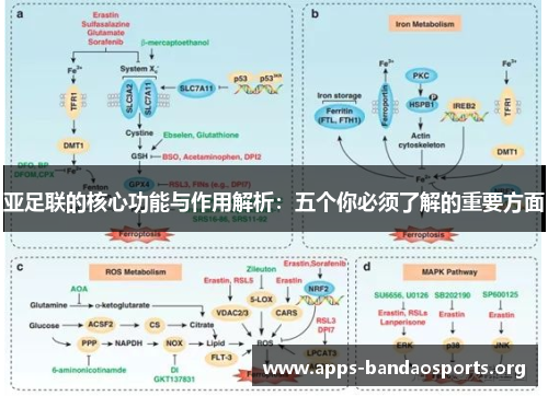 亚足联的核心功能与作用解析：五个你必须了解的重要方面